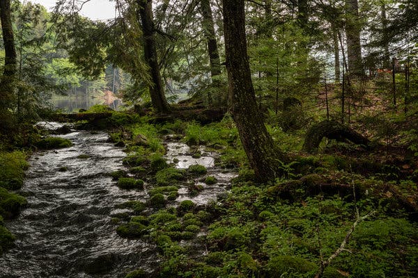 Wilderness